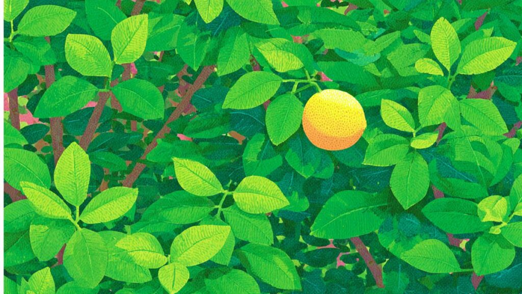 Pourquoi mon citronnier ne produit pas de citron