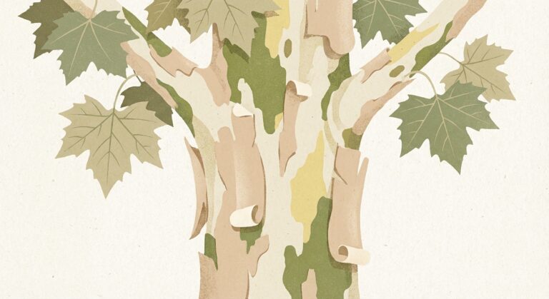 découvrez tout sur le figuier platane : caractéristiques, entretien, conseils de culture et bienfaits de cet arbre fascinant pour votre jardin.